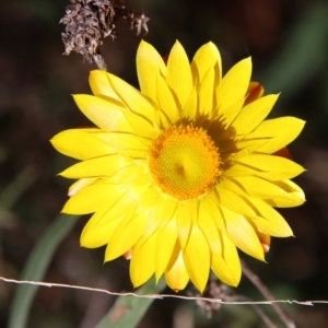 Xerochrysum bracteatum at Mongarlowe, NSW - 18 Apr 2023