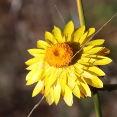 Xerochrysum bracteatum at Mongarlowe, NSW - 18 Apr 2023