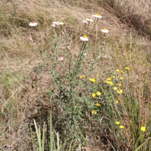 Xerochrysum bracteatum at Mongarlowe, NSW - 18 Apr 2023