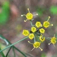 Foeniculum vulgare (Fennel) at Woodforde, SA - 18 Apr 2023 by trevorpreston