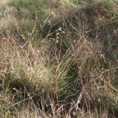 Themeda triandra at Mongarlowe, NSW - suppressed