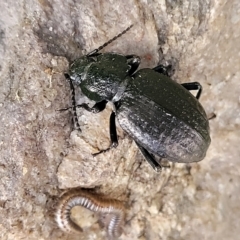 Adelium sp. (genus) at Woodforde, SA - 18 Apr 2023 by trevorpreston