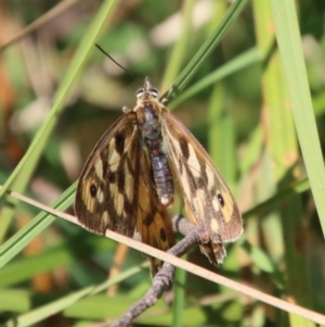 Heteronympha penelope at Mongarlowe, NSW - suppressed