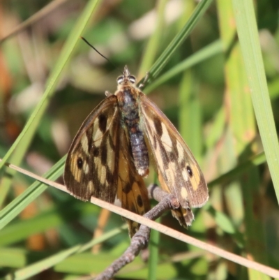 Heteronympha penelope (Shouldered Brown) at Mongarlowe, NSW - 18 Apr 2023 by LisaH