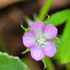 Geranium retrorsum (Grassland Cranesbill) at Woodforde, SA - 18 Apr 2023 by trevorpreston