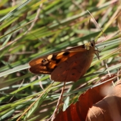 Heteronympha penelope (Shouldered Brown) at Mongarlowe, NSW - 18 Apr 2023 by LisaH