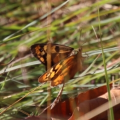 Heteronympha penelope at Mongarlowe, NSW - 18 Apr 2023