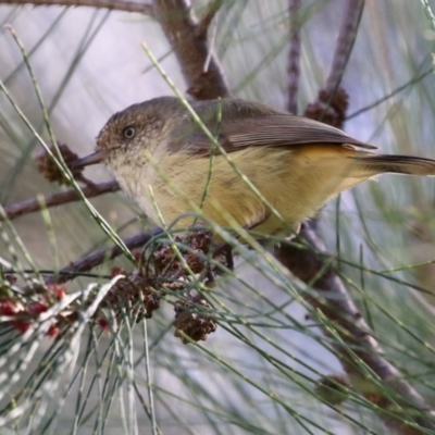 Acanthiza reguloides (Buff-rumped Thornbill) at Gordon, ACT - 18 Apr 2023 by RodDeb
