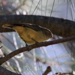 Acanthiza reguloides at Gordon, ACT - 18 Apr 2023