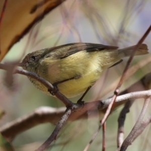 Acanthiza reguloides at Gordon, ACT - 18 Apr 2023