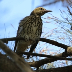 Oriolus sagittatus (Olive-backed Oriole) at Gordon, ACT - 18 Apr 2023 by RodDeb