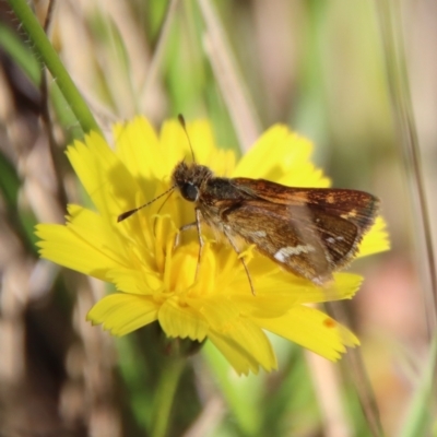 Taractrocera papyria (White-banded Grass-dart) at Mongarlowe River - 18 Apr 2023 by LisaH