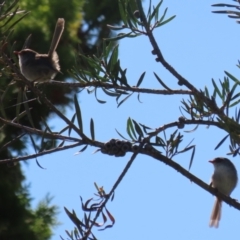 Malurus cyaneus (Superb Fairywren) at Gordon, ACT - 18 Apr 2023 by RodDeb