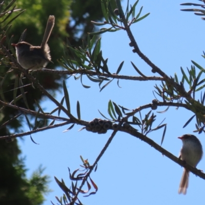 Malurus cyaneus (Superb Fairywren) at Gordon Pond - 18 Apr 2023 by RodDeb