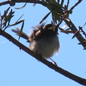 Malurus cyaneus at Gordon, ACT - 18 Apr 2023