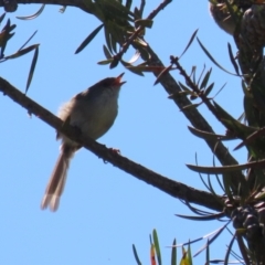 Malurus cyaneus at Gordon, ACT - 18 Apr 2023 11:49 AM