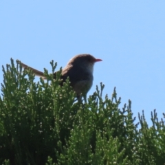 Malurus cyaneus at Gordon, ACT - 18 Apr 2023 11:49 AM