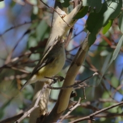 Smicrornis brevirostris (Weebill) at Gordon, ACT - 18 Apr 2023 by RodDeb