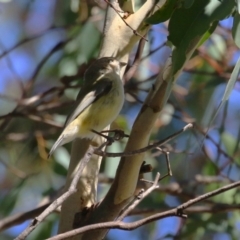 Smicrornis brevirostris at Gordon, ACT - 18 Apr 2023 11:58 AM