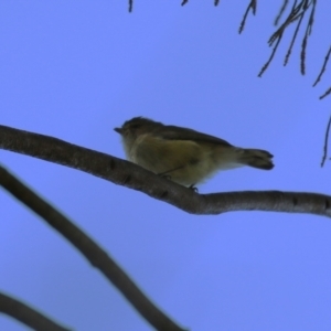 Smicrornis brevirostris at Gordon, ACT - 18 Apr 2023 11:58 AM