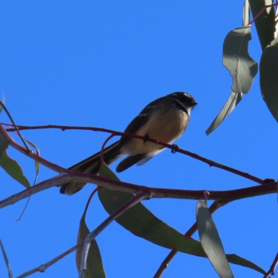 Rhipidura albiscapa (Grey Fantail) at Fisher, ACT - 17 Apr 2023 by MatthewFrawley