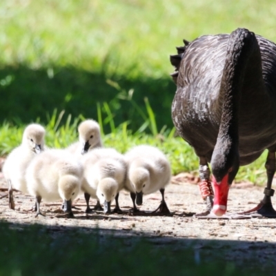 Cygnus atratus (Black Swan) at Gordon Pond - 18 Apr 2023 by RodDeb