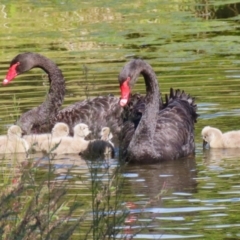 Cygnus atratus at Gordon, ACT - 18 Apr 2023 12:34 PM