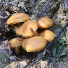 Gymnopilus junonius (Spectacular Rustgill) at Mongarlowe River - 18 Apr 2023 by LisaH