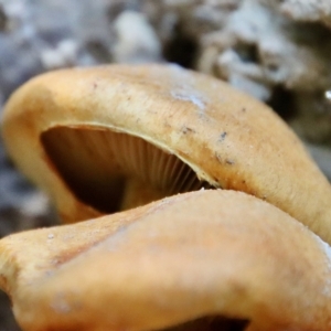 Gymnopilus junonius at Mongarlowe, NSW - suppressed