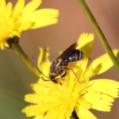 Lipotriches sp. (genus) (Halictid bee) at Mongarlowe, NSW - 18 Apr 2023 by LisaH