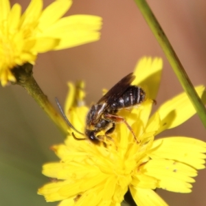 Lipotriches sp. (genus) at Mongarlowe, NSW - suppressed