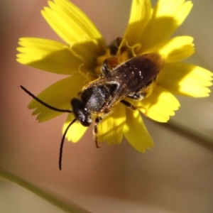 Lipotriches sp. (genus) at Mongarlowe, NSW - suppressed