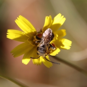 Lipotriches sp. (genus) at Mongarlowe, NSW - suppressed