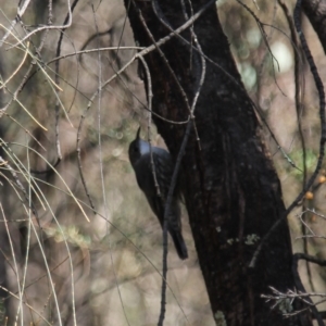 Cormobates leucophaea at Fadden, ACT - 13 Apr 2023 10:39 AM