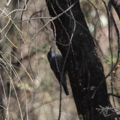 Cormobates leucophaea (White-throated Treecreeper) at Fadden, ACT - 13 Apr 2023 by LPadg