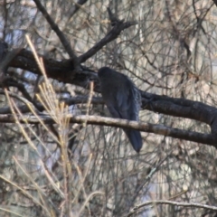 Cormobates leucophaea at Fadden, ACT - 13 Apr 2023 10:39 AM