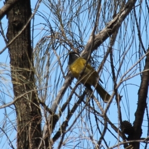 Nesoptilotis leucotis at Fadden, ACT - 13 Apr 2023