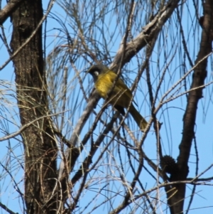 Nesoptilotis leucotis at Fadden, ACT - 13 Apr 2023