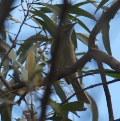 Caligavis chrysops (Yellow-faced Honeyeater) at Fadden, ACT - 13 Apr 2023 by LPadg