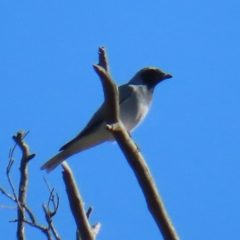 Coracina novaehollandiae (Black-faced Cuckooshrike) at Fisher, ACT - 17 Apr 2023 by MatthewFrawley