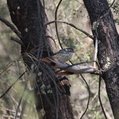 Pyrrholaemus sagittatus (Speckled Warbler) at Fadden, ACT - 13 Apr 2023 by LPadg