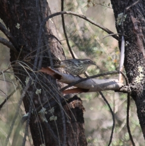 Pyrrholaemus sagittatus at Fadden, ACT - 13 Apr 2023