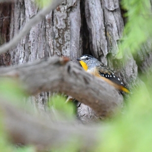 Pardalotus punctatus at Higgins, ACT - 27 Jan 2021