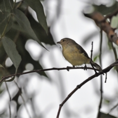Smicrornis brevirostris (Weebill) at Higgins, ACT - 27 Jan 2021 by Untidy