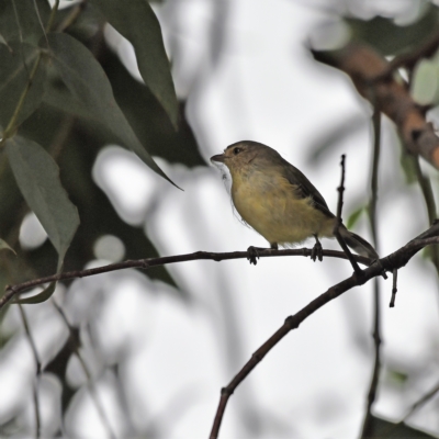 Smicrornis brevirostris (Weebill) at Higgins, ACT - 27 Jan 2021 by Untidy