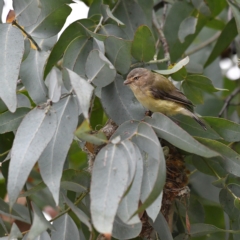 Smicrornis brevirostris at Higgins, ACT - 27 Jan 2021