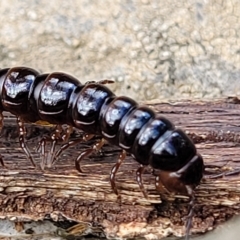 Unverified Millipede (Diplopoda) at Woodforde, SA - 18 Apr 2023 by trevorpreston