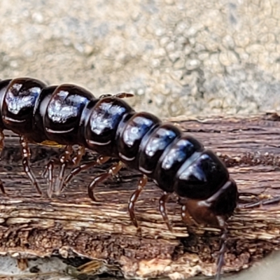 Unverified Millipede (Diplopoda) at Woodforde, SA - 18 Apr 2023 by trevorpreston