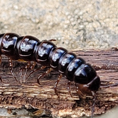 Unidentified Millipede (Diplopoda) at Woodforde, SA - 18 Apr 2023 by trevorpreston