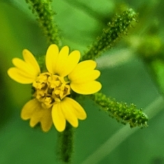 Sigesbeckia orientalis (Indian Weed) at Woodforde, SA - 18 Apr 2023 by trevorpreston